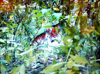 ​周正龙拍虎风波14年后：进山养蜂，网上带货，名字变成当地知名品牌，“没有多